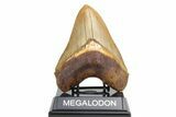 Serrated, Fossil Megalodon Tooth - Top Quality Indonesian Meg #226236-1